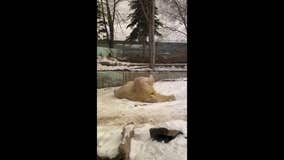 Polar bear at Utah zoo Makes 'Snow Angels'