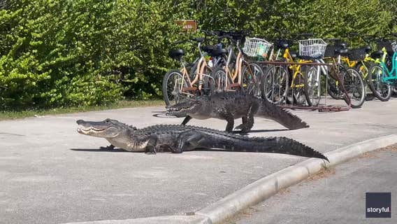 Alligator made famous in ‘Happy Gilmore’ dies at more than 80 years old