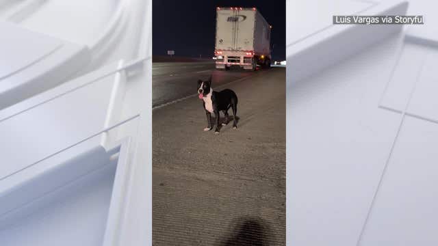 Watch: Texas driver hailed as 'hero' for rescuing dog from freeway
