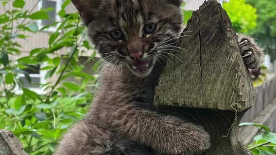 Thunderstorm sparks mysterious 2,000-mile journey for spooked California pup later found in Illinois