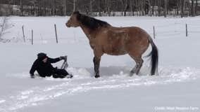 Horse makes snow angels with her owner in New Hampshire
