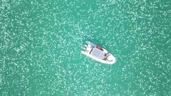 Giant jellyfish as wide as beach umbrella found lurking off New England coast
