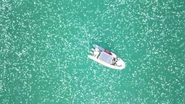 Giant jellyfish as wide as beach umbrella found lurking off New England coast