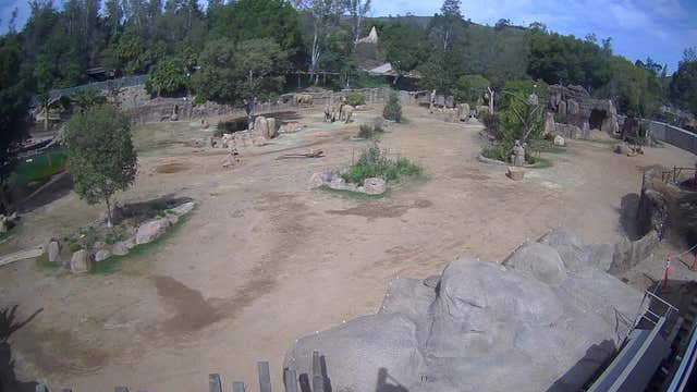 Elephants react to San Diego earthquake, swarm around young