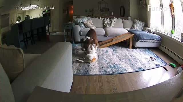 Data reveals the most popular dog breed in each state