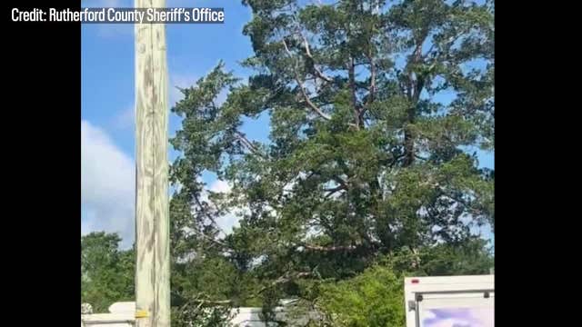 Watch: Runaway pet zebra airlifted after great escape in Tennessee