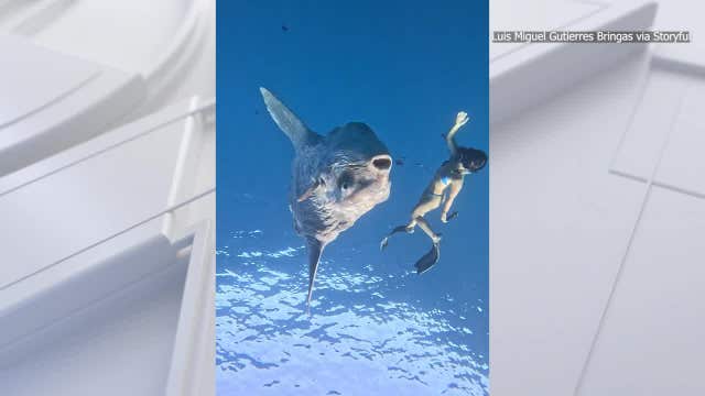 Man reels in monster 86.8-pound blue catfish from Missouri River: 'Impressive'