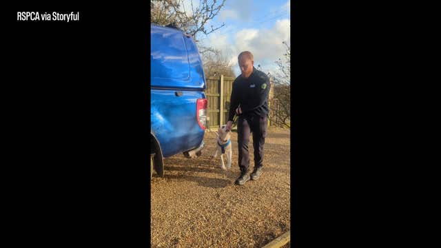 Watch: Emotional reunion as stolen dog returns home after over 7 years
