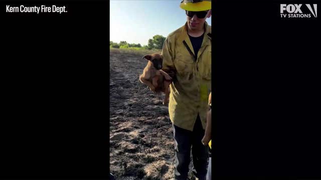 California firefighters rescue 8 puppies from blaze