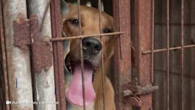 Video shows dogs being rescued from South Korean dog meat farm