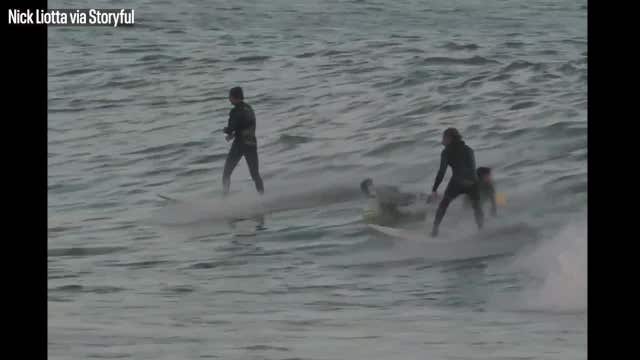Watch: Dolphins catch waves with California surfers, wowing onlookers