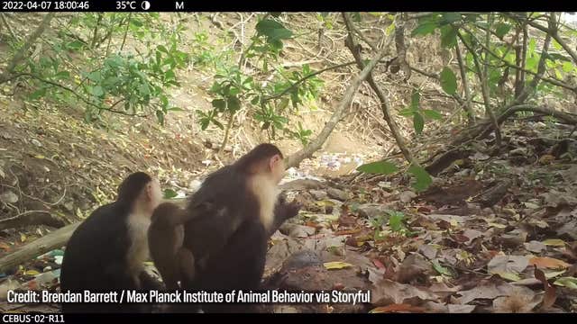 Video: Monkeys caught kidnapping baby monkeys of a different species