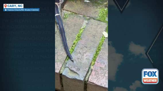 Boa constrictor found hiding under drive-thru window at North Carolina restaurant