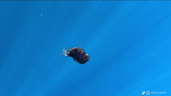 'Odd-looking' deep sea fish washes up on beach, surprising locals: 'Would not expect to run across'