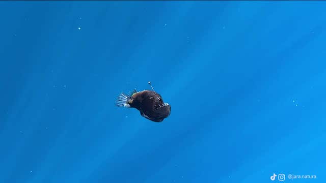 'Odd-looking' deep sea fish washes up on beach, surprising locals: 'Would not expect to run across'