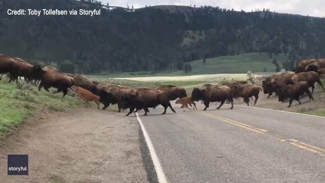 Yellowstone National Park trail shut down after first bear attack in 4 years