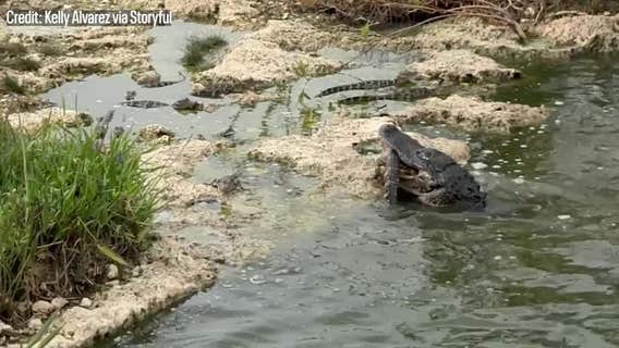 Video shows alligator eating baby gator in Florida's Everglades