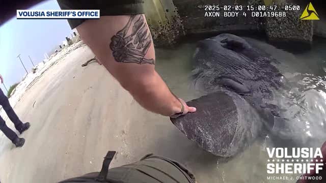 VIDEO: Massive and strange fish stranded along Florida coast. What is Mola Mola fish?