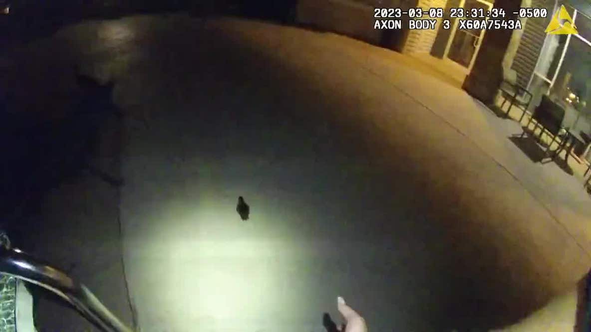 Video: Deputies rescue baby ducks stuck in swimming pool