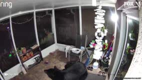 VIDEO: Big bear wanders inside Florida home and is scared off by homeowner
