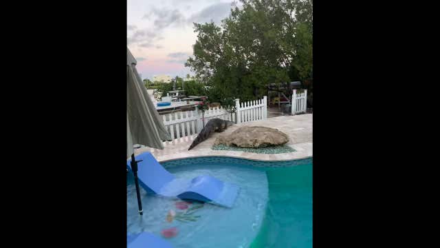 WATCH: Large alligator pulled from Florida Keys pool