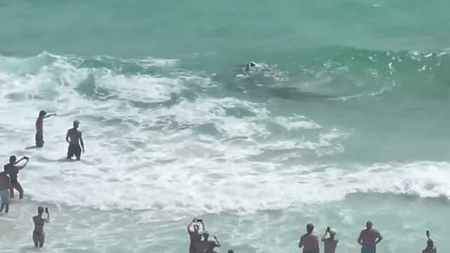 VIDEO: Florida shark, stingray get into tussle off the coast of Panama City Beach