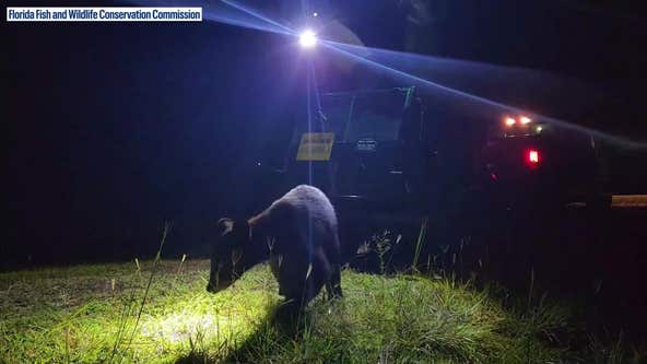 Video: Bear captured at Magic Kingdom released