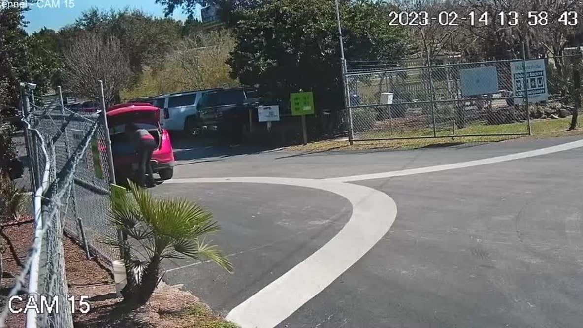 Florida woman caught on camera throwing puppies into bushes