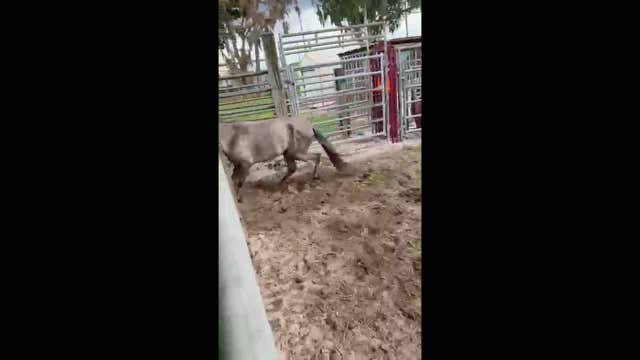 Lake Wales animal cruelty case: Multiple arrests, 1 horse dead on scene