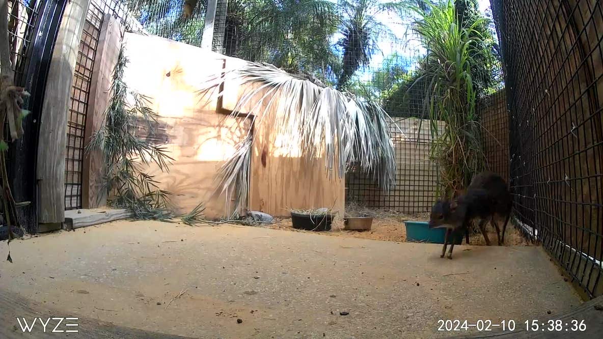 Blue duiker born at Central Florida Zoo