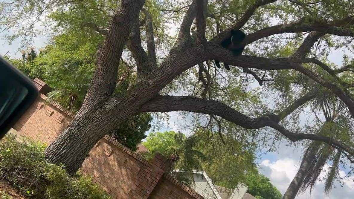 Bear in tree in Ocoee