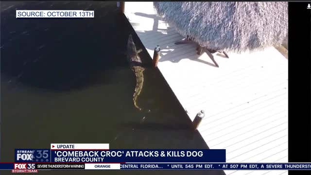 Recurring crocodile in Brevard County reportedly kills dog