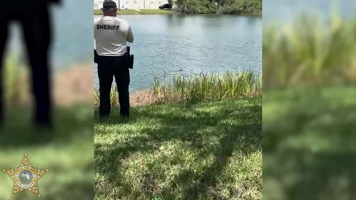 Gator attacks underwater drone