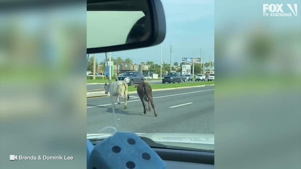 Cows escape trailer, race down busy US 192