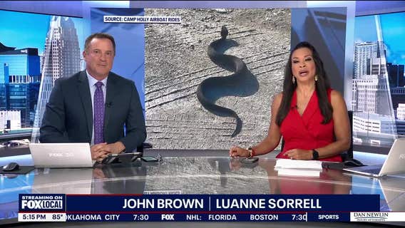 Space Coast flooding drives out cottonmouths