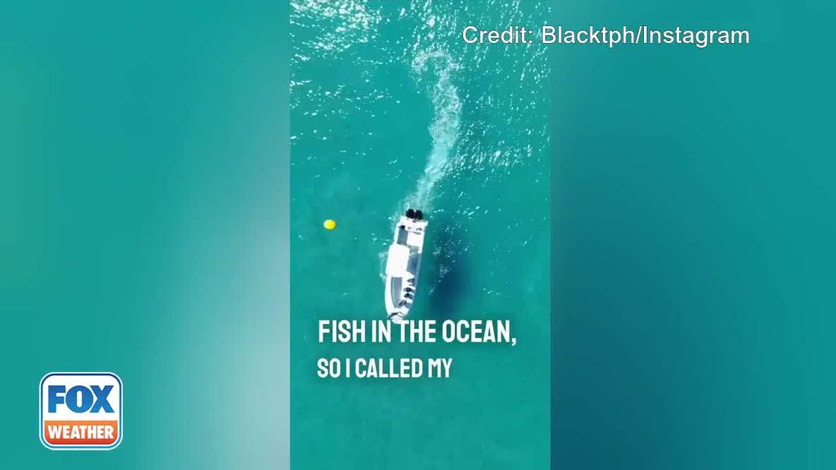 Shark attacks boat off Florida coast
