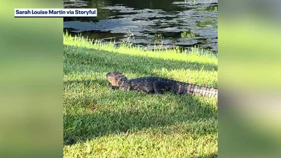 Florida alligator takes woman's shoe after she provoked him: 'Serves her right'