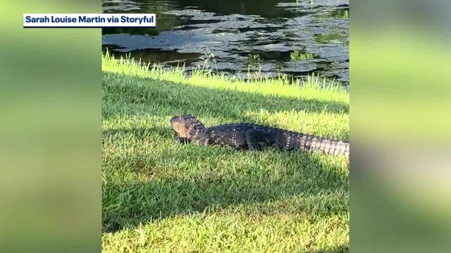Florida alligator takes woman's shoe after she provoked him: 'Serves her right'