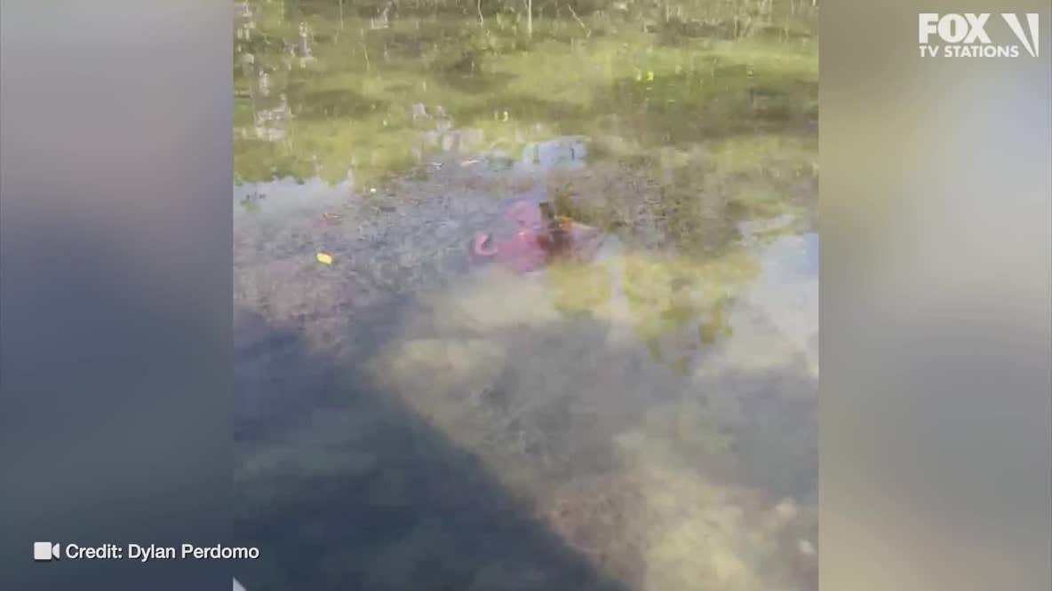 Octopus spotted in Florida's Mosquito Lagoon