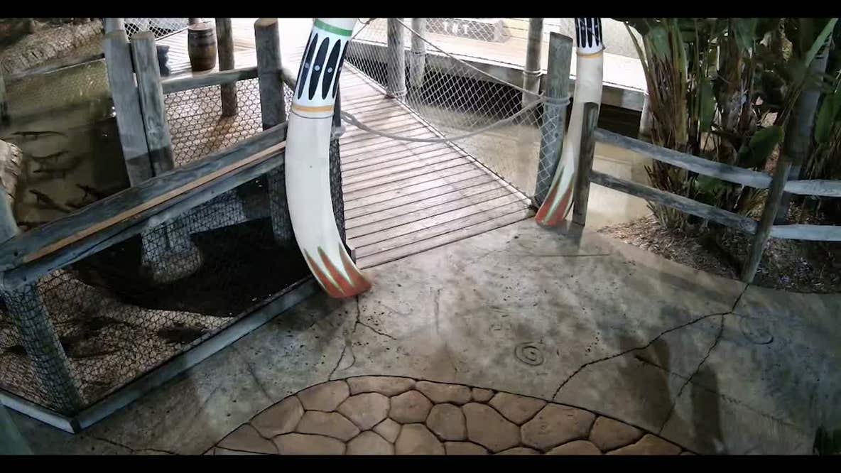 Pasco County man caught stealing baby alligator