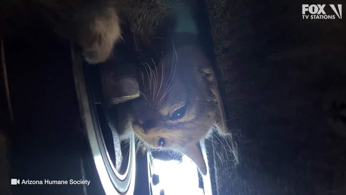 Kitten rescued from inside a car's engine