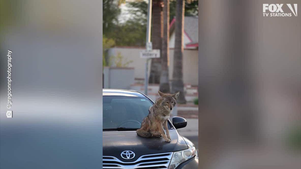 Coyote hanging out in Phoenix neighborhood
