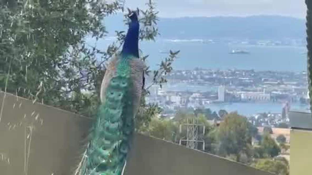 Prideful peacock graces Oakland hills with plumage, great presence