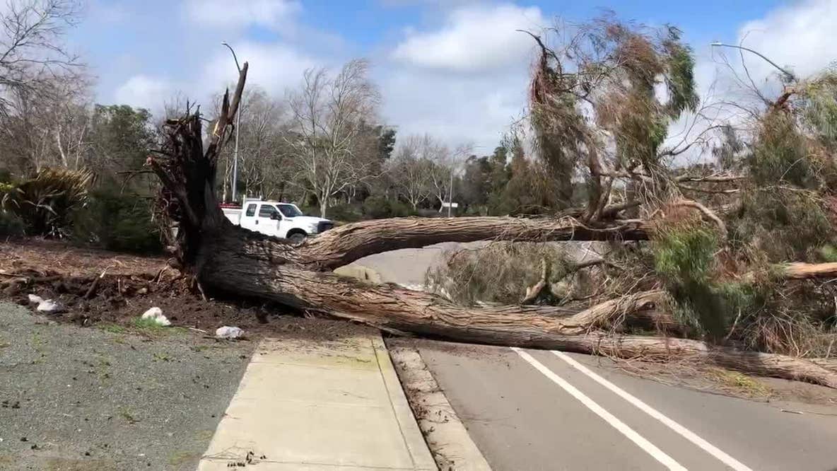 Livermore trees down