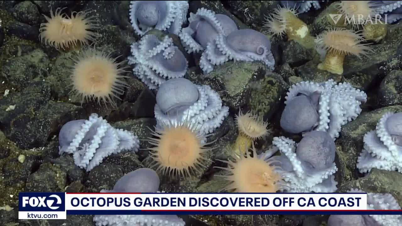 More than 6,000 octopuses gathered off the coast of California in unusual  congregation