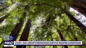 New data shows how old-growth redwoods survive extreme wildfire conditions