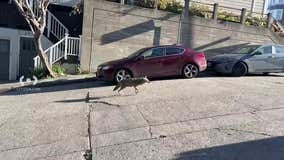 Video: coyote trots through San Francisco street