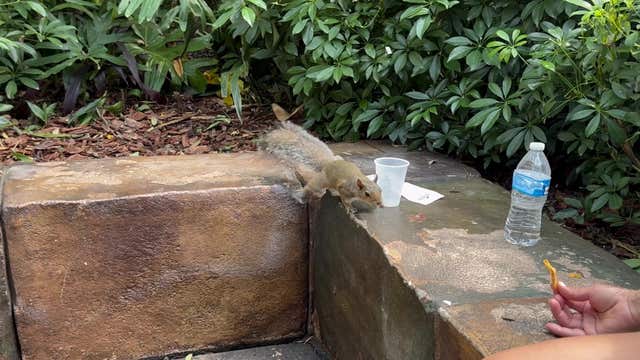 'It's Not Scared!' Thrill seekers gather for a chance to feed friendly squirrel at theme park