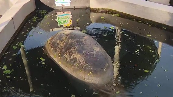 Protecting manatees during cold snaps