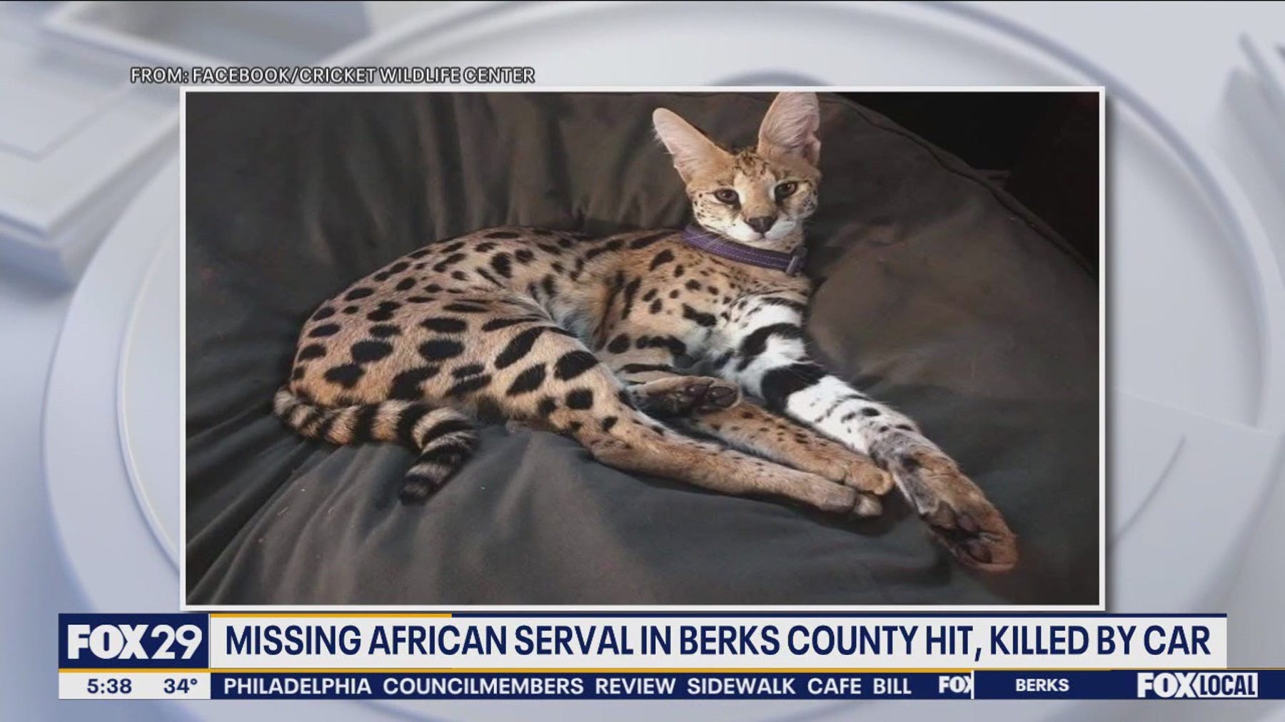 African Serval that escaped from Berks County enclosure hit, killed by car